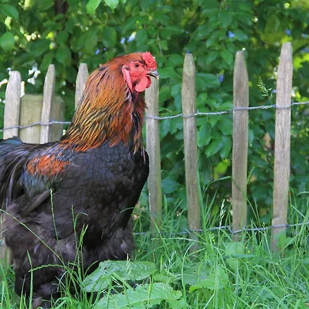 Gæstehus Betten Im Bauernhaus